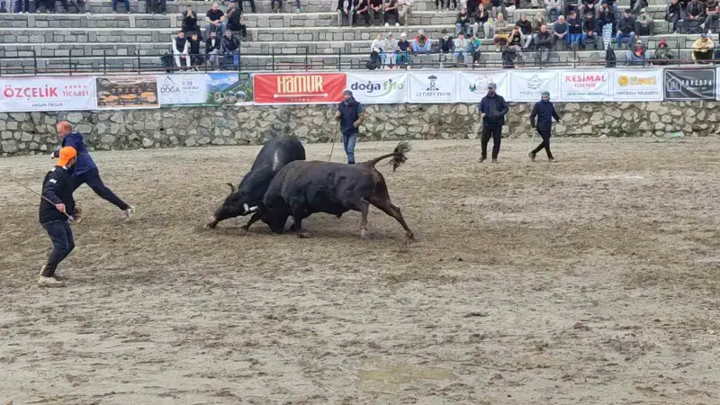 Ayder’de boğa güreşleri sağanak yağışa rağmen heyecanlı başladı