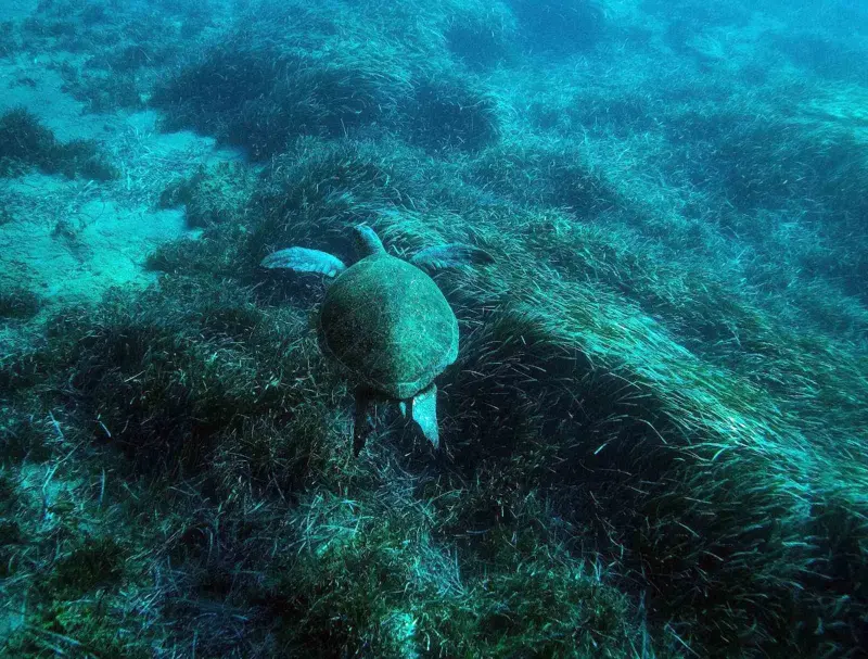 Bodrum’un su altı ekosistemini haritalama çalışmaları sürüyor