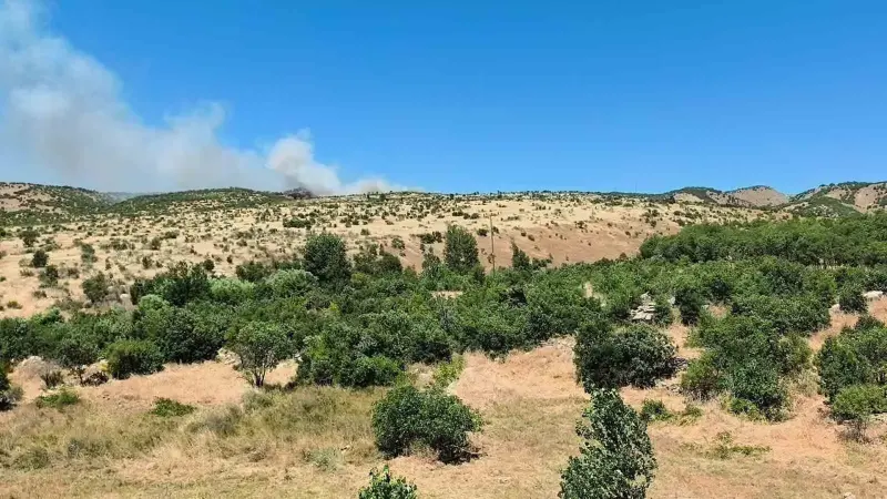 Dicle’de ağaçlık alanda yangın