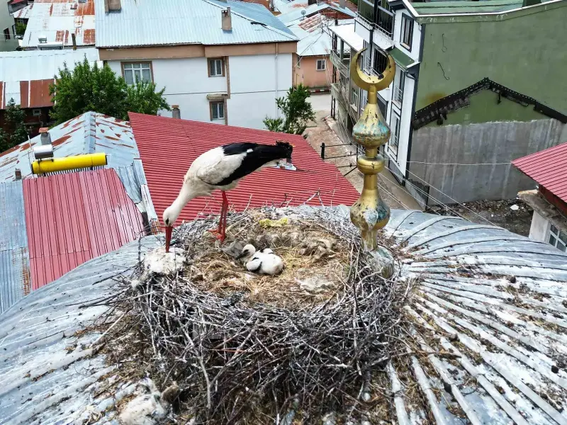 25 yıl sonra ilçeye gelen leylek ailesinde 1 yavru sağ kalabildi