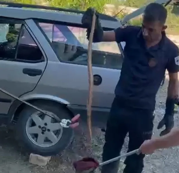Park halindeki otomobile giren yılan paniğe neden oldu