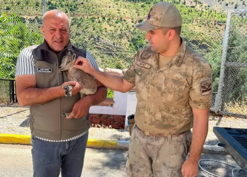 Kemaliye’de bitkin halde bulunan yavru dağ keçisi koruma altına alındı
