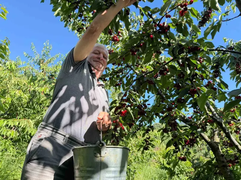 Yalova Dereköy’de ’Kırmızı Altın’ hesadı başladı