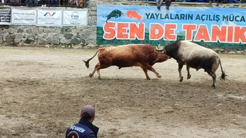 Ayder’de boğa güreşleri heyecanı yaşandı