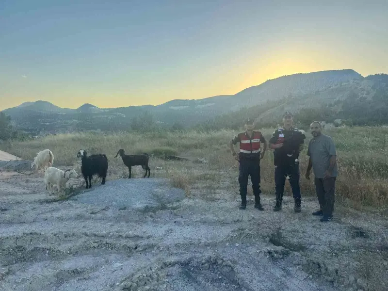 Bilecik’te kaybolan 9 küçükbaş hayvan bulunarak sahibine teslim edildi