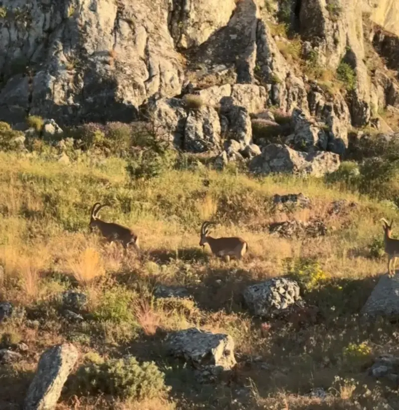 Tarihi Harput’ta dağ keçileri görüldü
