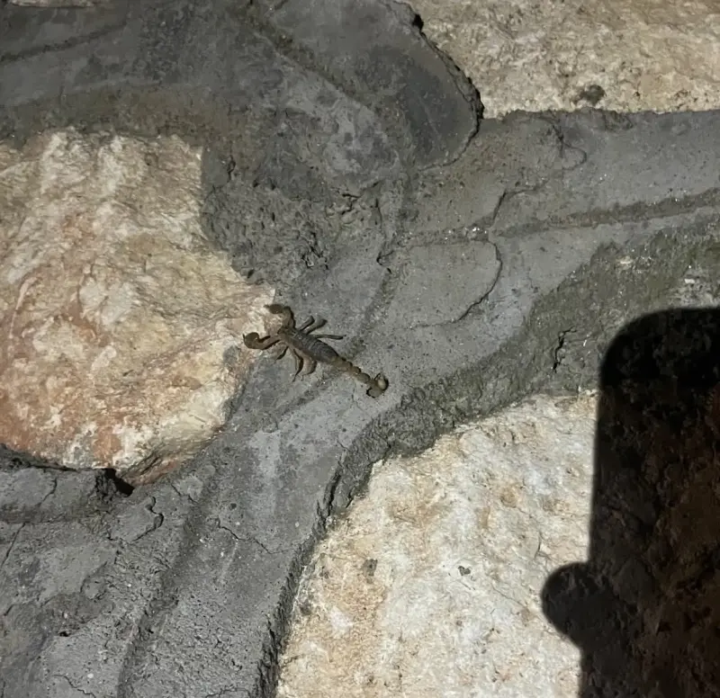 Kentin birçok farklı noktalarında akrepler görülüyor