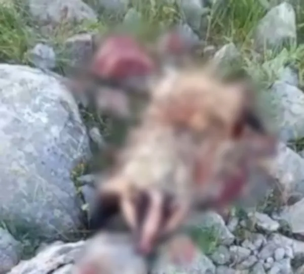 Erzincan’da köpeklerin saldırısına uğrayan porsuk telef oldu