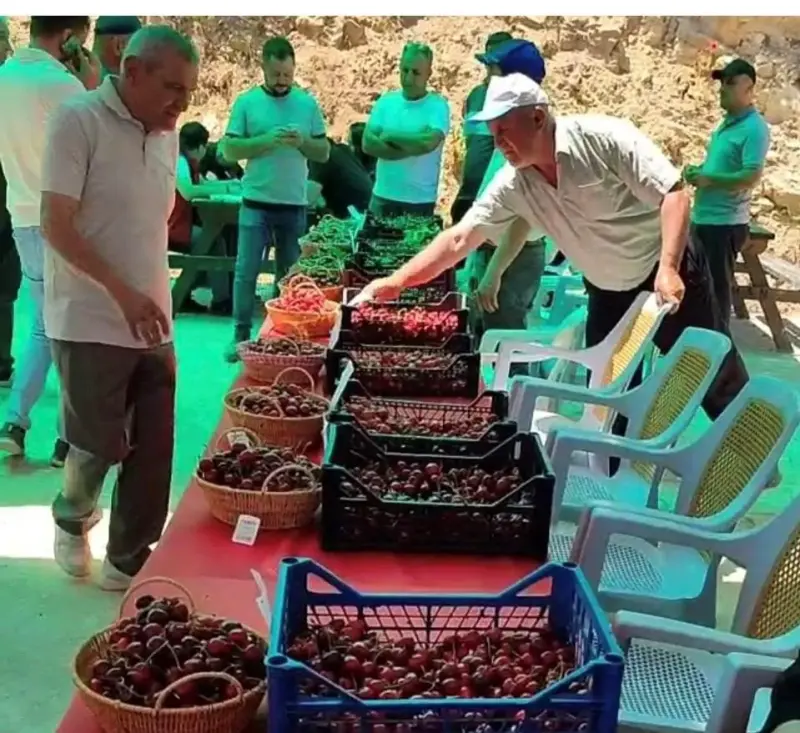 Hisarcık Kutlubeyler köyünde Kiraz Festivali coşkusu