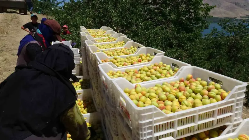 Malatya’da ’sarı altın’ hasadı başladı, ilk ürünler Avrupa yolunda