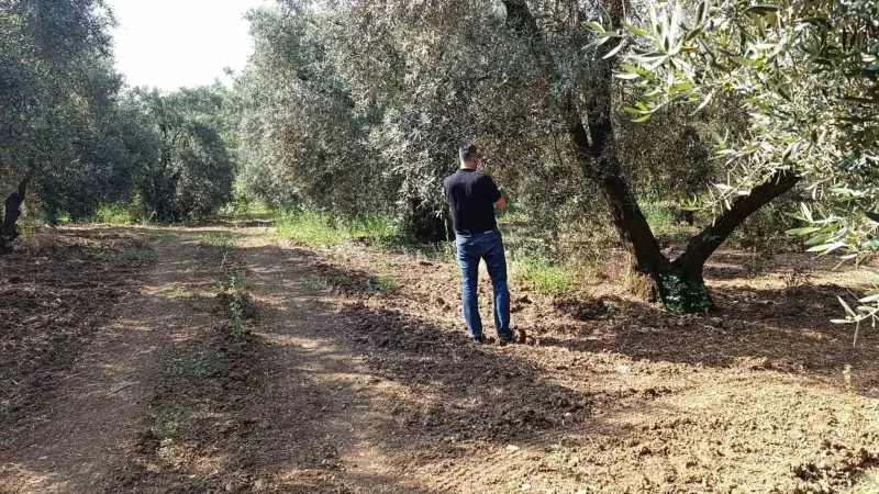 Zeytin sineğine karşı entegre mücadele çalışmaları hız kesmeden devam ediyor