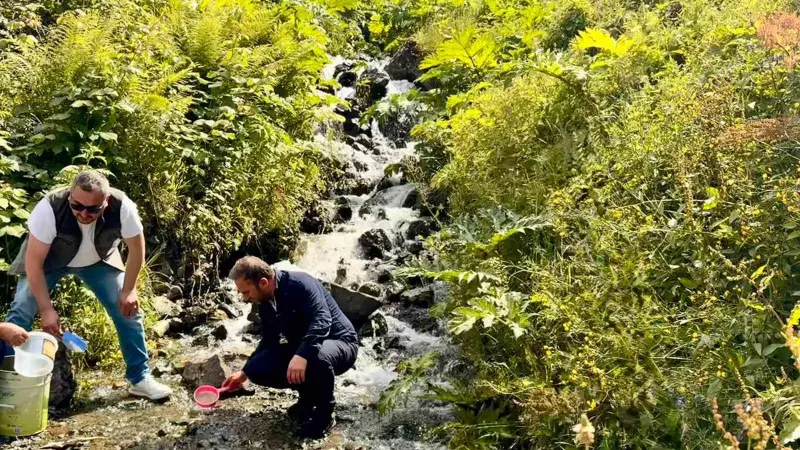 Uzungöl ve çevresindeki derelere 15 bin kırmızı benekli yavru alabalık bırakıldı