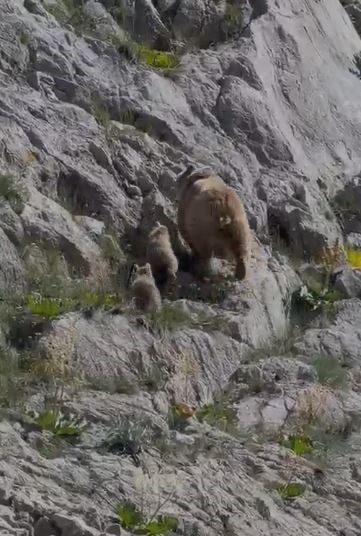 Tunceli’de anne ayı ve yavruları görüntülendi