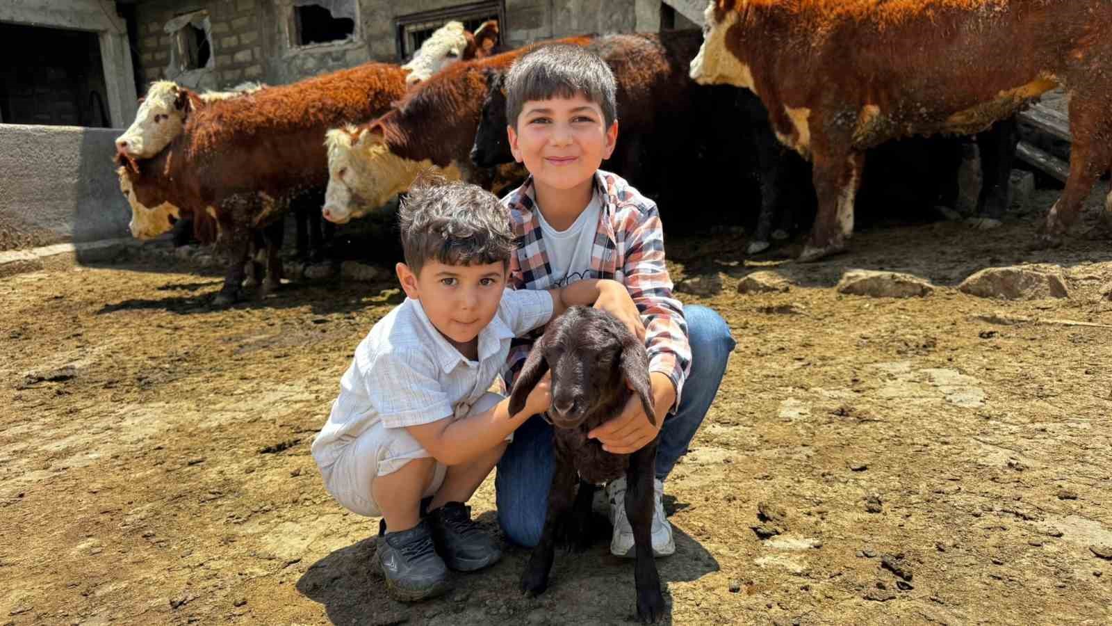 Ağrı’da damızlık desteğiyle kırmızı et üretimi güçleniyor
