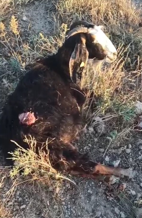 Sokak köpekleri sürüden ayrılan keçiye saldırdı