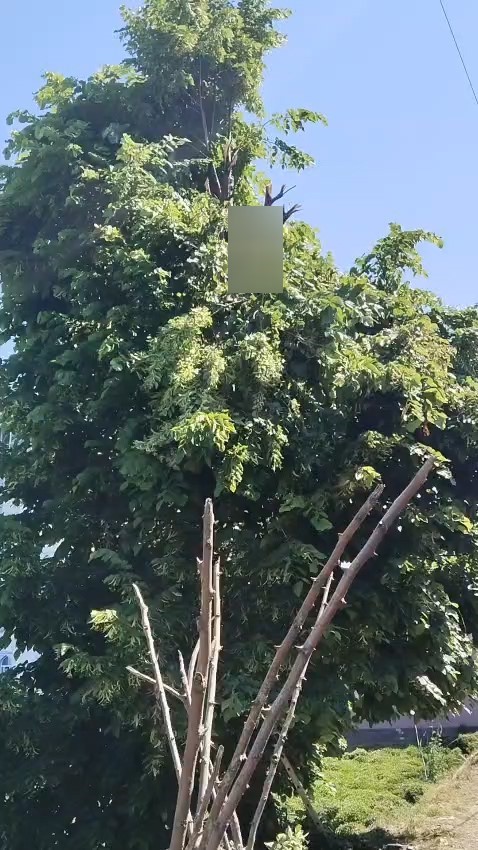 Rize’de ıhlamur toplarken elektrik akımına kapılan vatandaş hayatını kaybetti