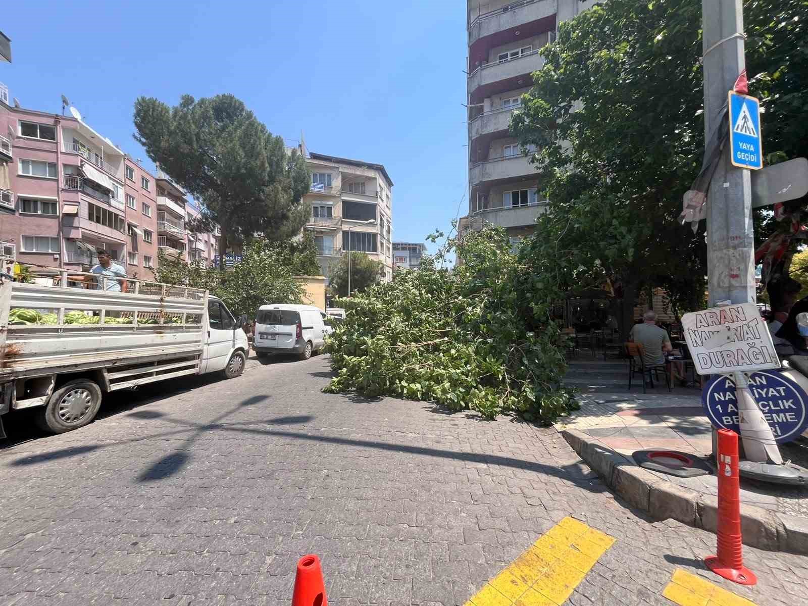 Devrilen ağaç iki araca zarar verdi