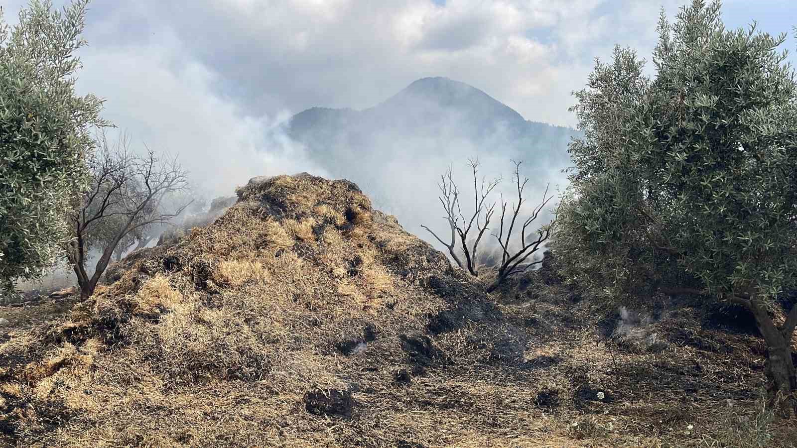 Osmaniye’de bahçedeki saman balyaları yandı, zeytin fidanları zarar gördü