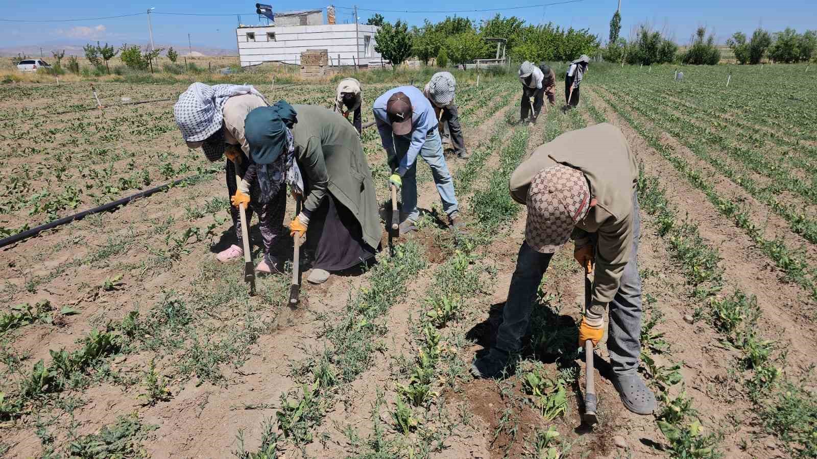 Adilcevaz’da kavurucu sıcakta ekmek parası mücadelesi