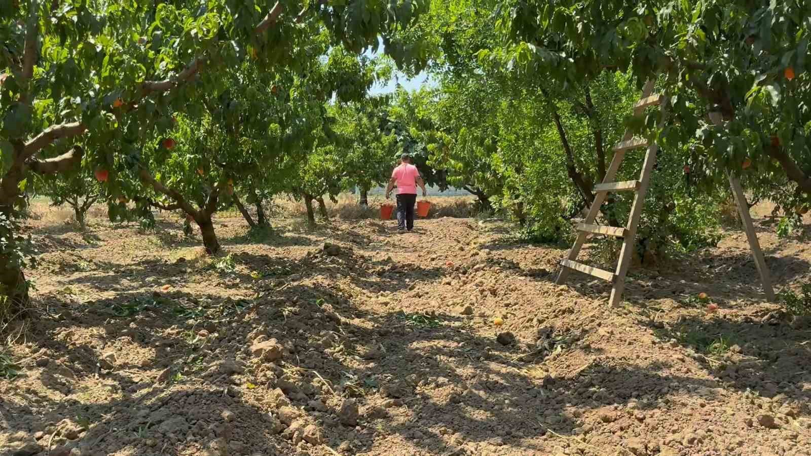 Bursa şeftalisinde hasat başladı