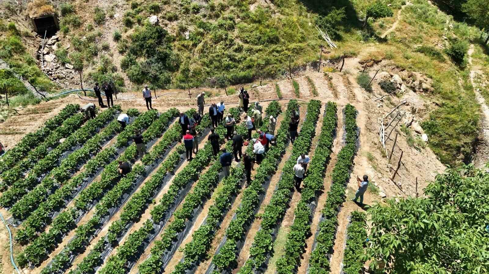 Siirt’te çilek hasadı