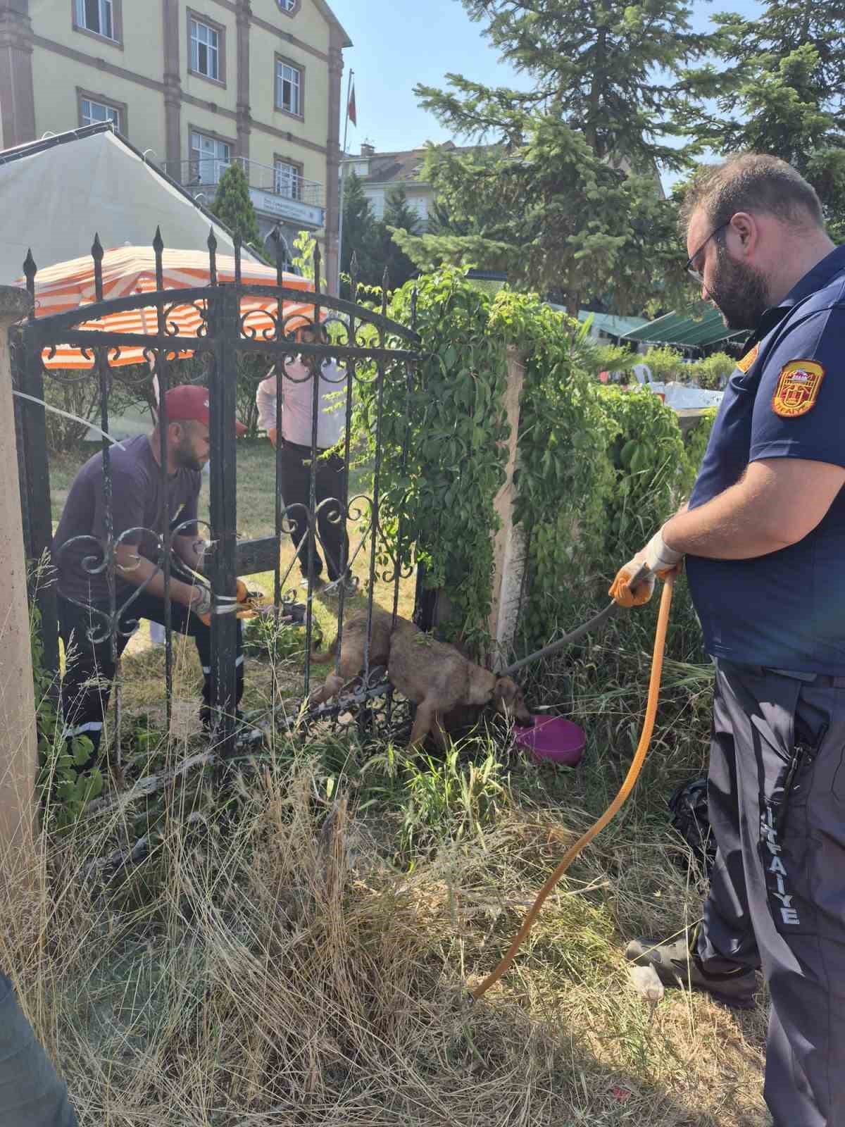 Parmaklıklara sıkışan köpek kurtarıldı