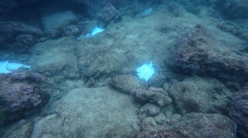 Antalya’da deniz dibinde çok sayıda ölü vatoz görüntülendi