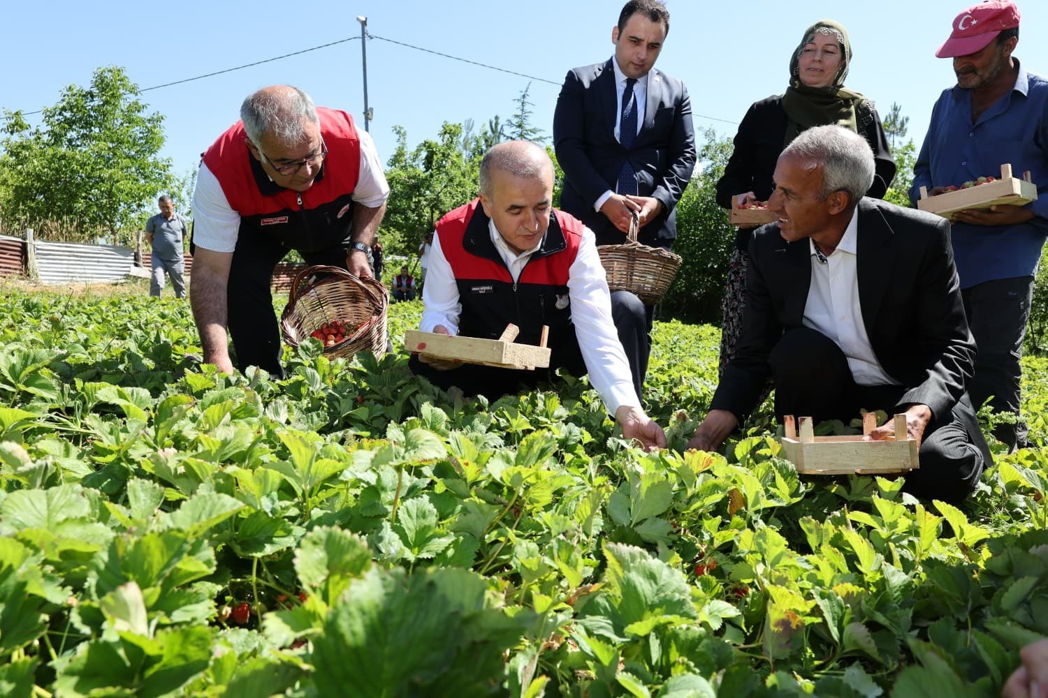 Vali Hatipoğlu, çilek hasadı yaptı
