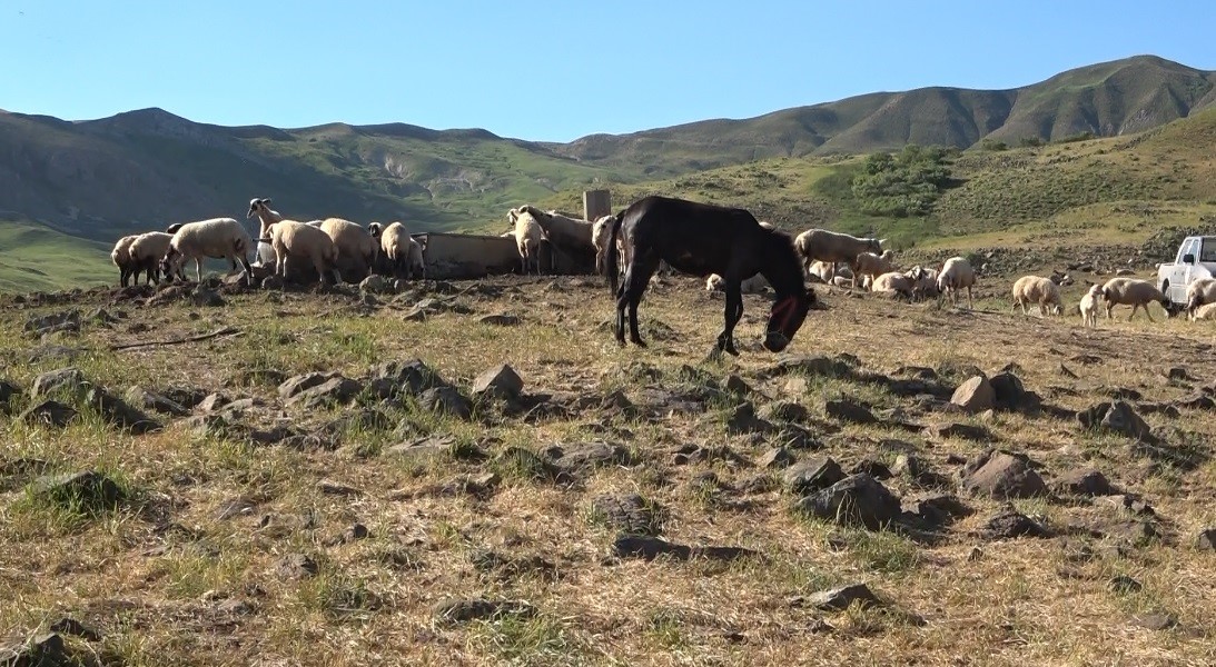 Tunceli’de üreticiler hayvan başına yaklaşık 30 TL ödeyerek yaylalardan faydalanabiliyor