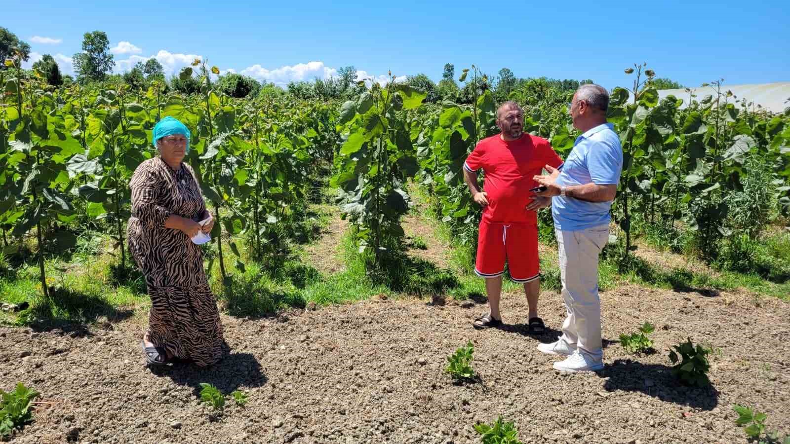"Dron ile çeltik ilaçlaması" tartışması: "Mahsullerimiz yanıyor"