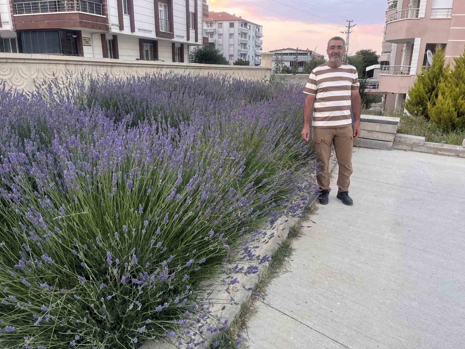 Lavantalar cami bahçesini renklendirdi