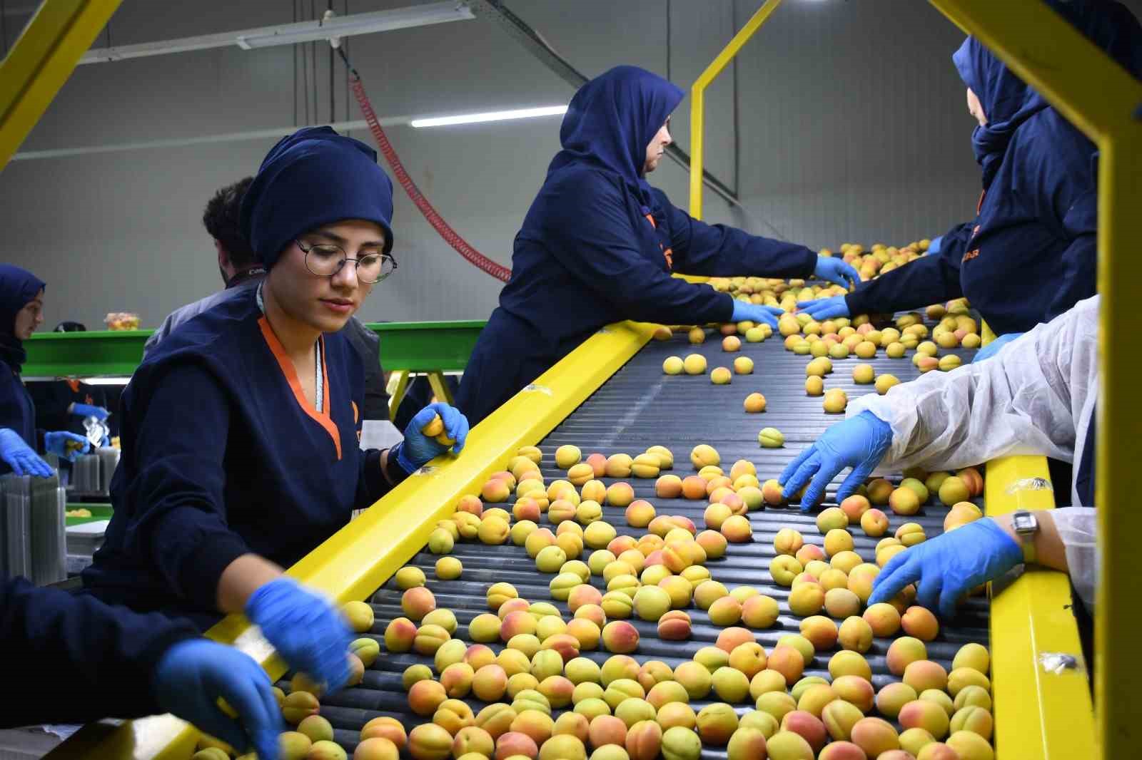Malatya’da yaş kayısı ihracatı başladı
