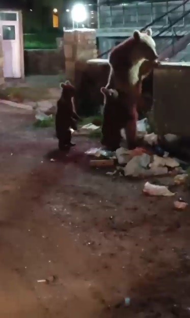 Kars’ta vatandaş ayılara türkü söyledi, o anlar sosyal medyayı salladı