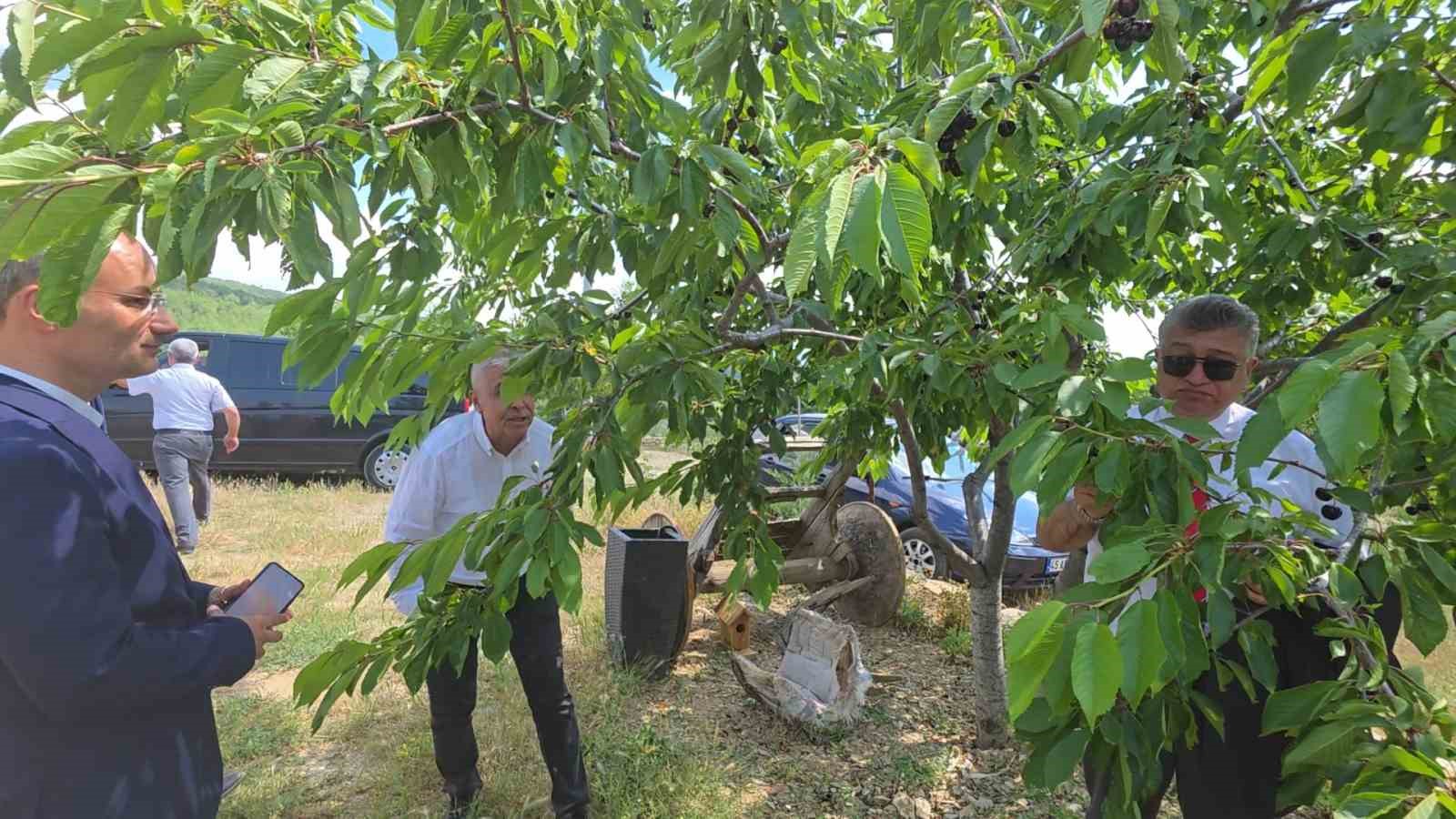 Kütahya Şaphane’de kiraz hasadı başladı