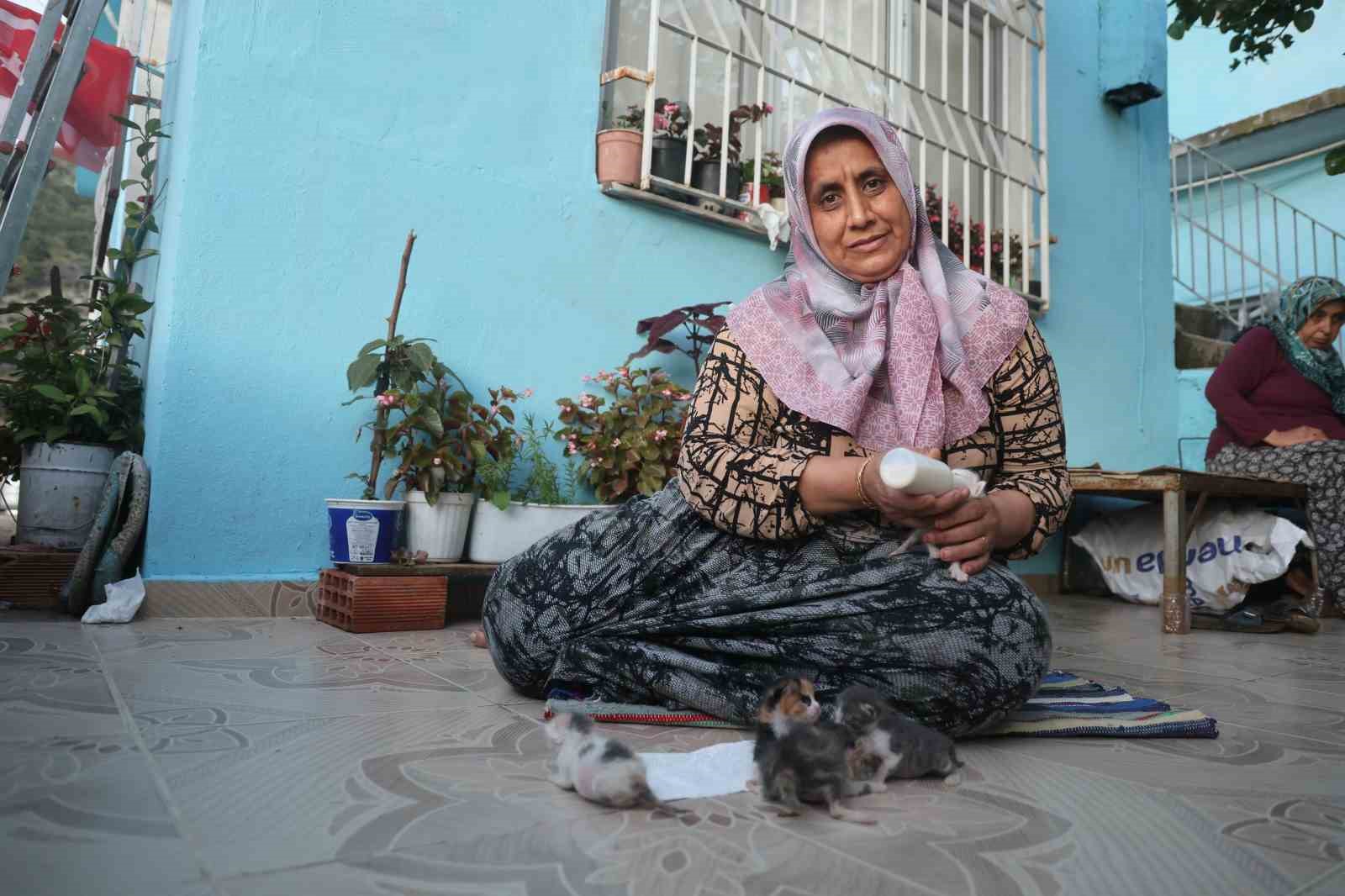 Anneleri telef olan yavru kedileri merhametiyle büyüten kadın, hayvanları biberonla besliyor