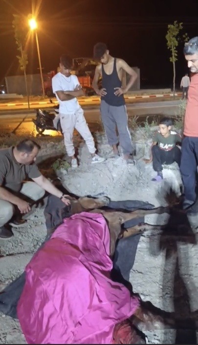 Minibüsün çarptığı başıboş at "Haybulans" ile tedaviye alındı