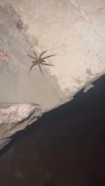 Elazığ’da zehirli sarıkız örümceği görüldü