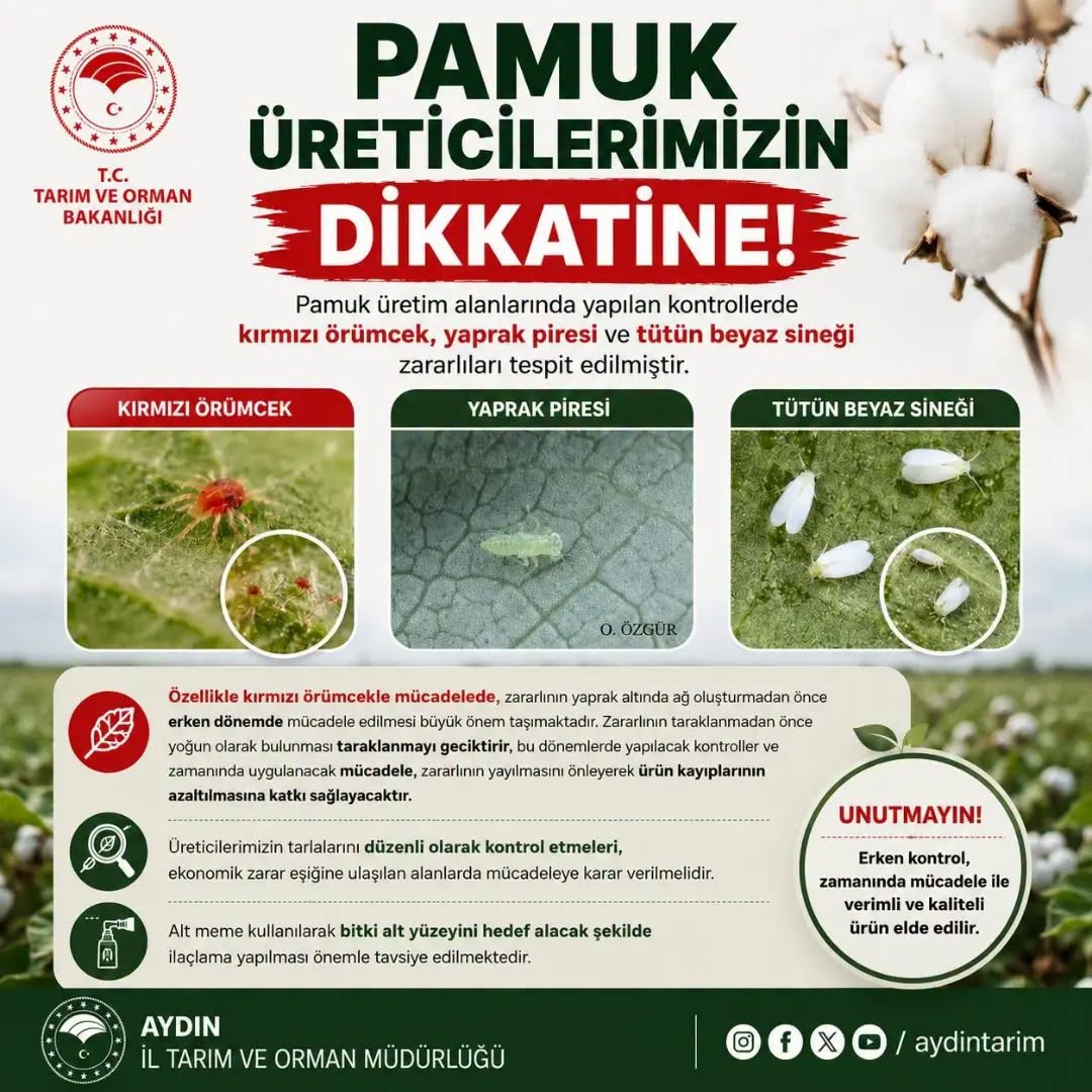 Aydınlı pamuk üreticilerine zararlı uyarısı