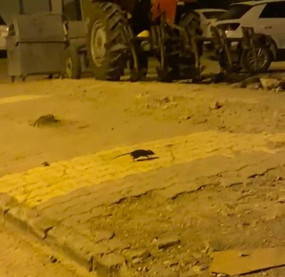 Lağım fareleri korkutuyor