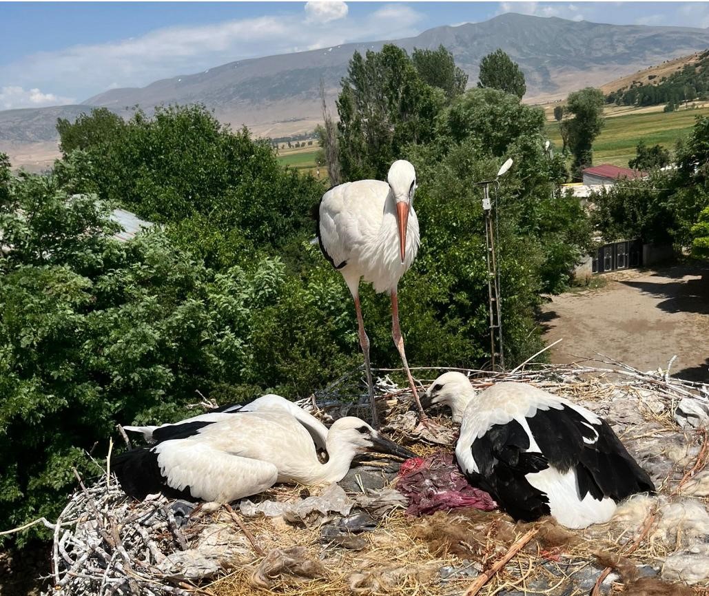 Güroymak’ta yaralı leylek ve yavrularına şefkat eli