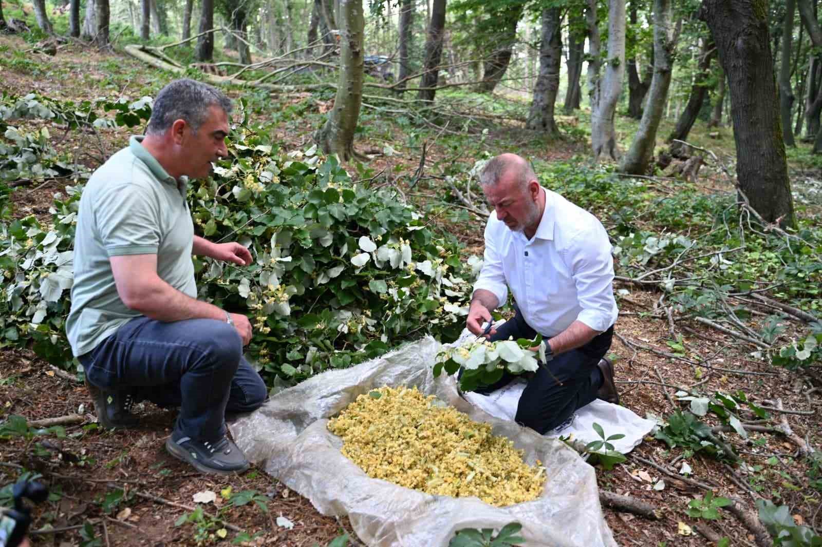 Karacabey’de ıhlamur hasadı kırsal ekonomiye can katıyor