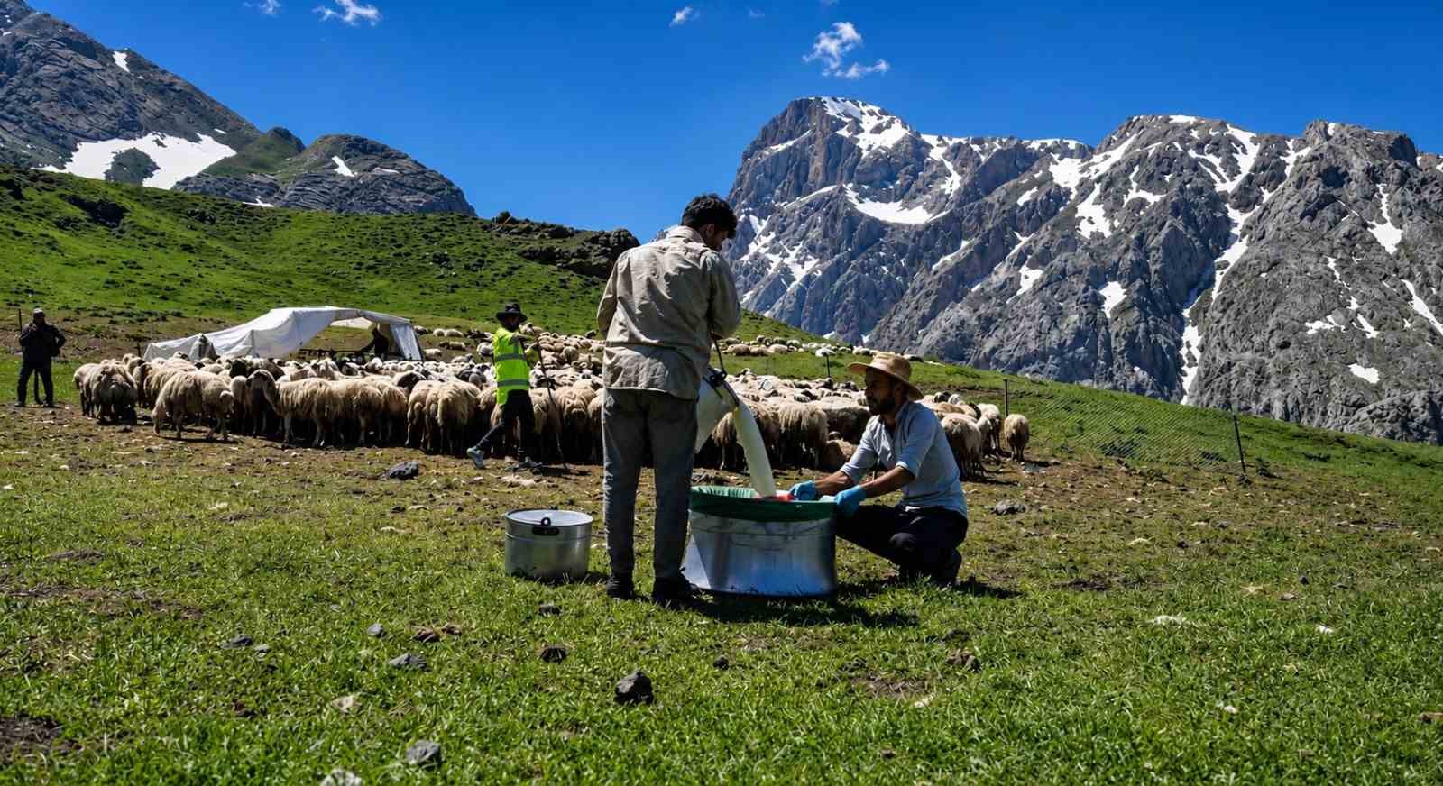 Zorlu yayla şartlarında tescilli lezzet üretiliyor