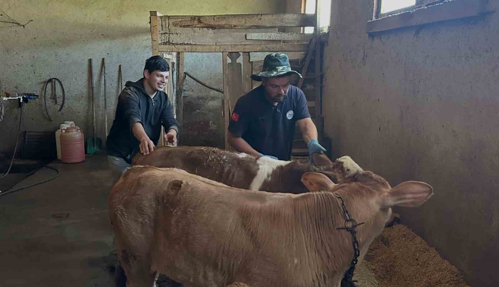 Aydıntepe’nin 8 köyünde buzağı küpeleme ve aşılama çalışmaları tamamlandı