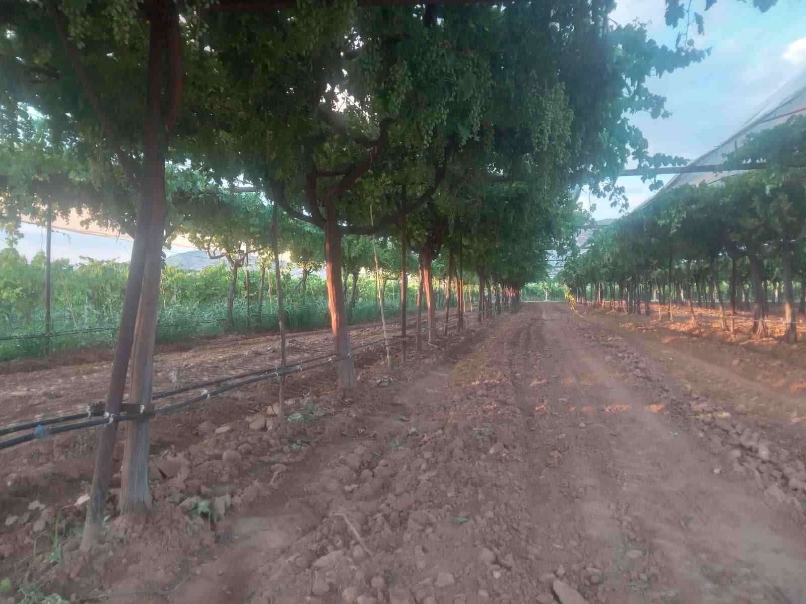 Sarıgöl bağlarında hedef ihracatlık kaliteli üzüm