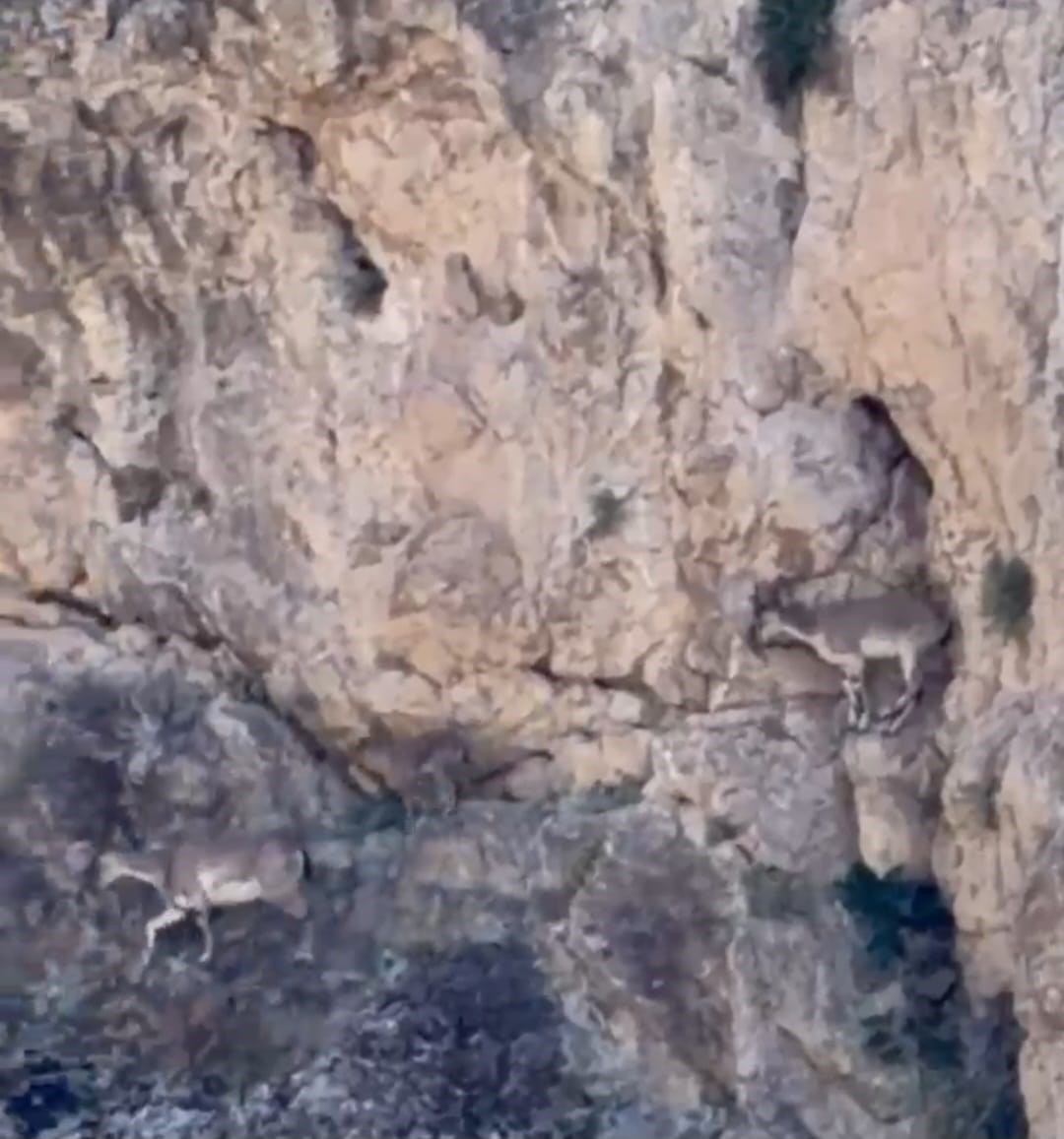 Malatya’da yaban keçileri sürü halinde görüntülendi