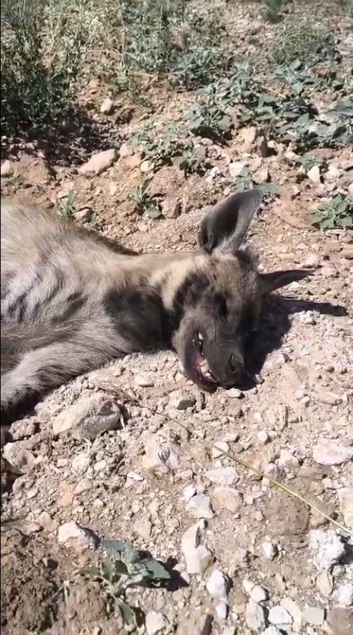 Şanlıurfa’da nesli tehdit altındaki çizgili sırtlan ölü bulundu