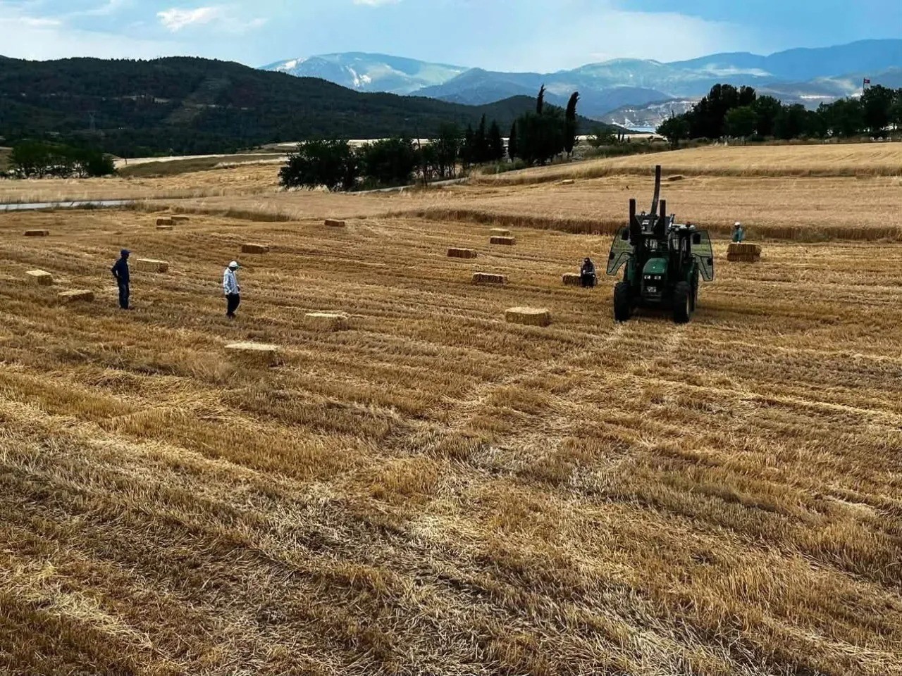 Sinop’ta yılın ilk buğdayları hasat edildi