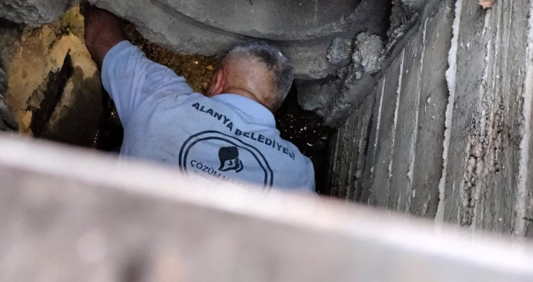 Kanalizasyona düşen kedi belediye ekiplerince kurtarıldı