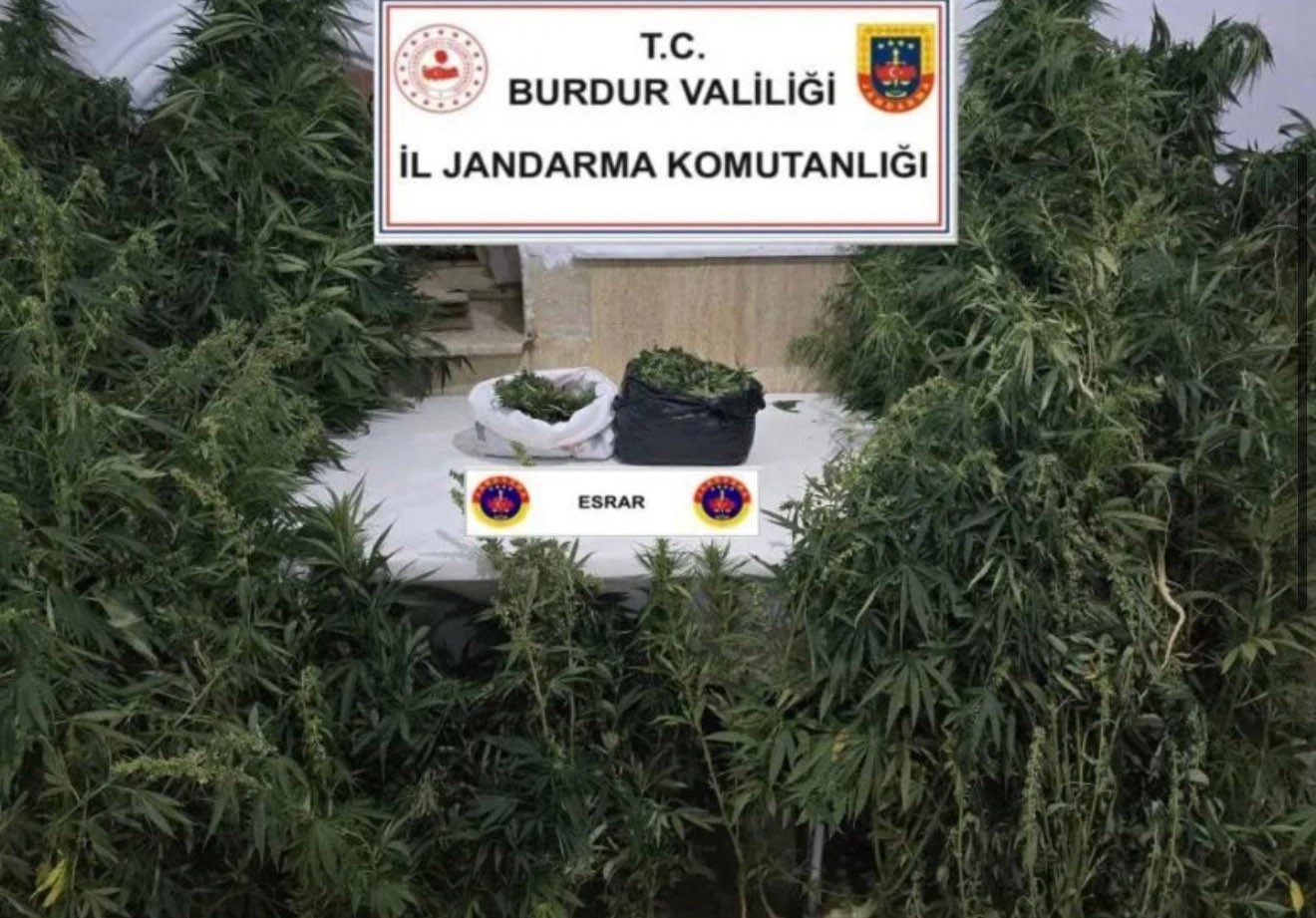 Kenevirleri sularken suçüstü yakalandı