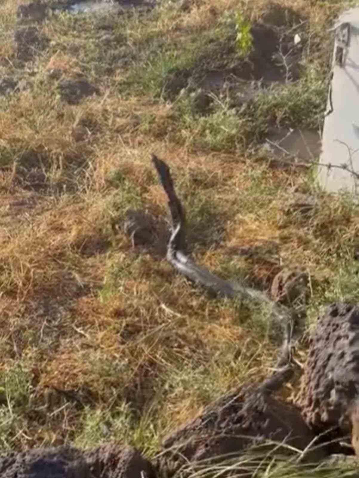Sıcak hava devasa yılanları ortaya çıkardı